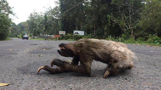 sloth-road-crossing