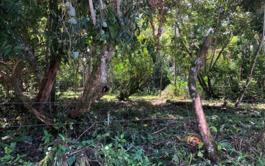 Caribbean Dream Lot – Cahuita